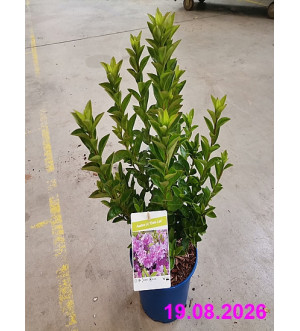 Azalea (J) 'Elsie Lee' C 2 L